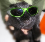 (2007-11) Coquine superstar